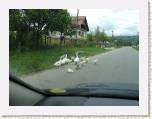 Ocas en la carretera.